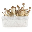 Fresh Mushrooms growkit „Mexican”