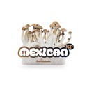 Fresh Mushrooms growkit „Mexican”