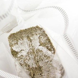 Fresh Mushrooms growkit „Mexican”