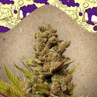 Blueberry Cheesecake (Female Seeds) feminizowane