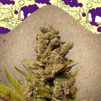 Blueberry Cheesecake (Female Seeds) feminizowane