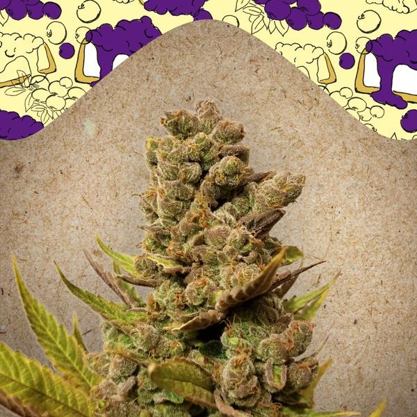 Blueberry Cheesecake (Female Seeds) feminizowane