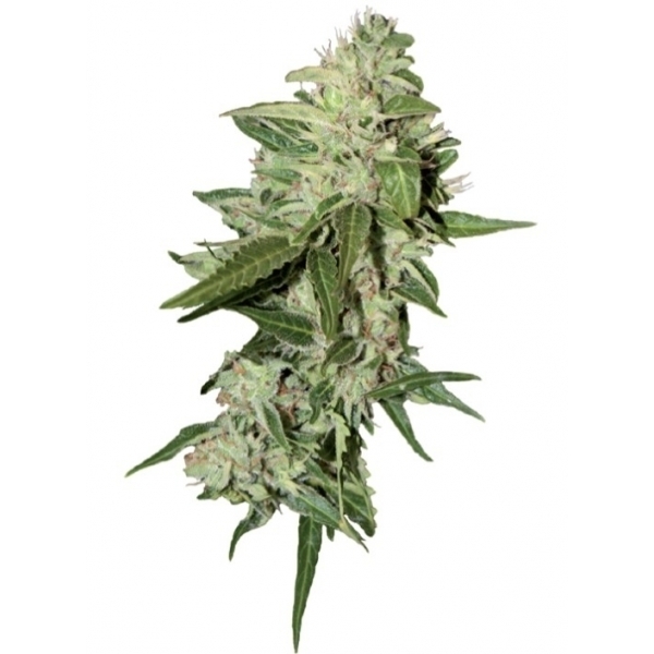 Auto Mazar (Dutch Passion) nasiona marihuany feminizowane