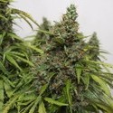 Auto Mazar (Dutch Passion) nasiona marihuany feminizowane