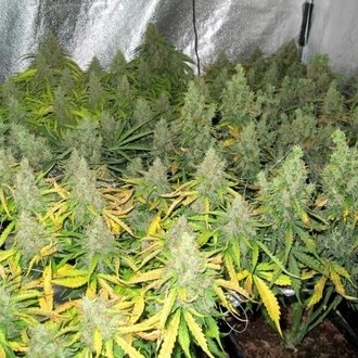 Auto Mazar (Dutch Passion) nasiona marihuany feminizowane