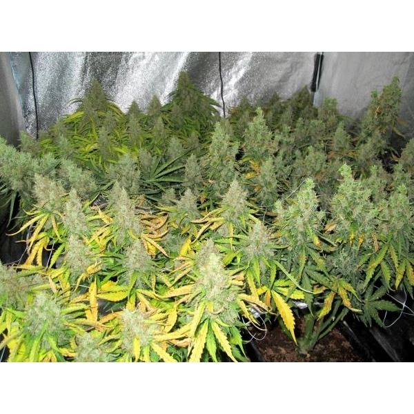 Auto Mazar (Dutch Passion) nasiona marihuany feminizowane