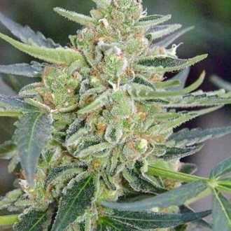 Auto Mazar (Dutch Passion) nasiona marihuany feminizowane