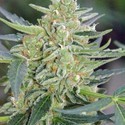 Auto Mazar (Dutch Passion) nasiona marihuany feminizowane