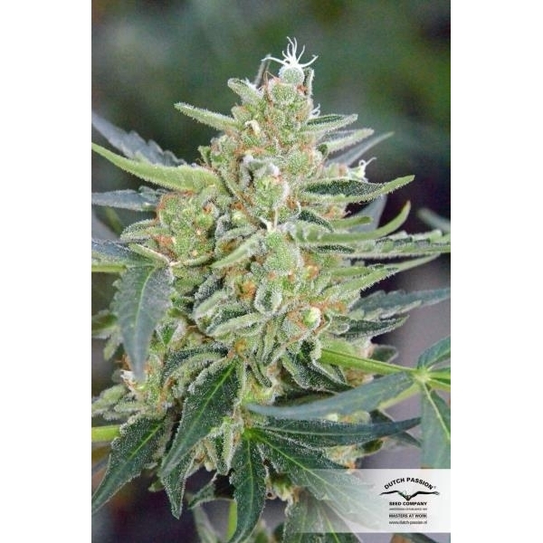 Auto Mazar (Dutch Passion) nasiona marihuany feminizowane