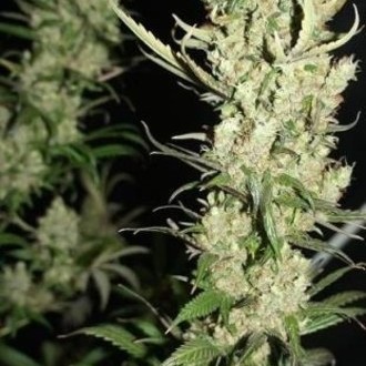 The Ultimate (Dutch Passion) feminizowane