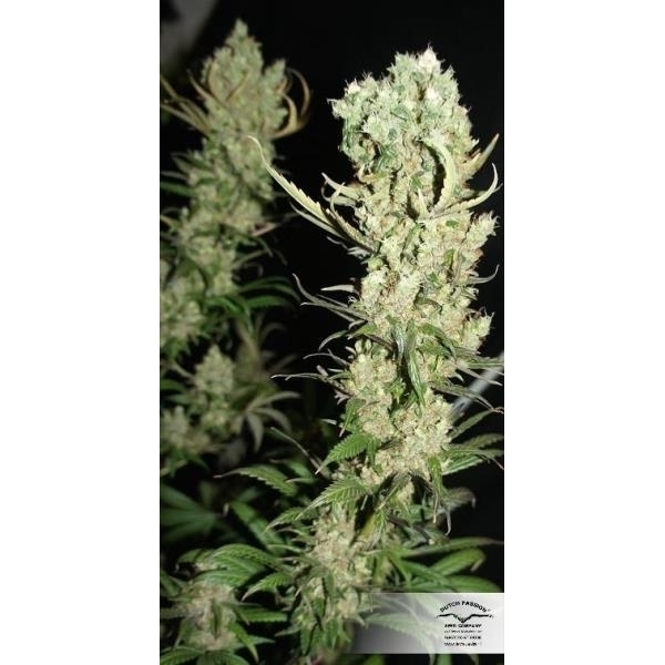 The Ultimate (Dutch Passion) feminizowane