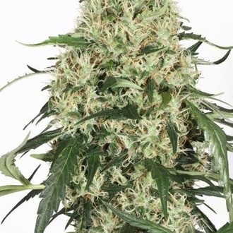 The Ultimate (Dutch Passion) feminizowane