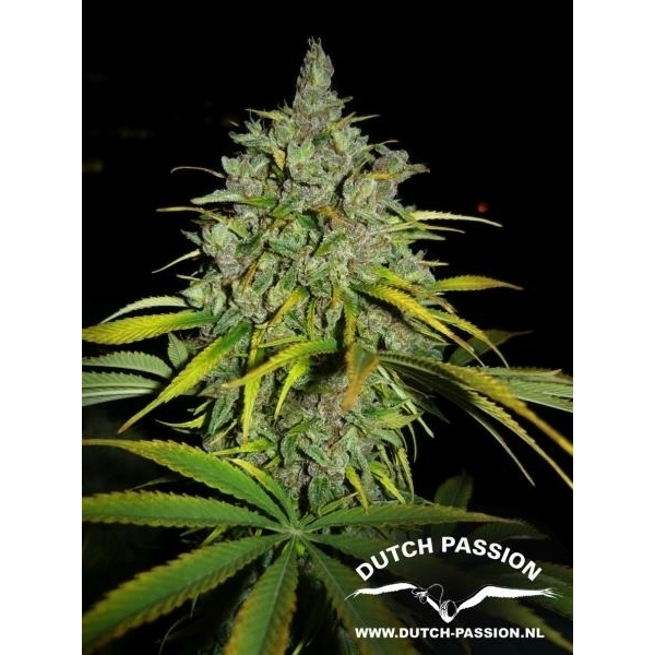 Frisian Dew (Dutch Passion) feminizowane