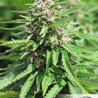 Frisian Dew (Dutch Passion) feminizowane