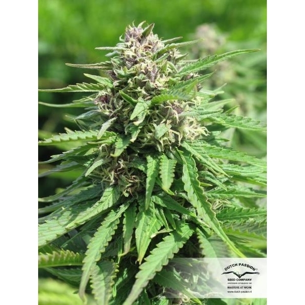 Frisian Dew (Dutch Passion) feminizowane