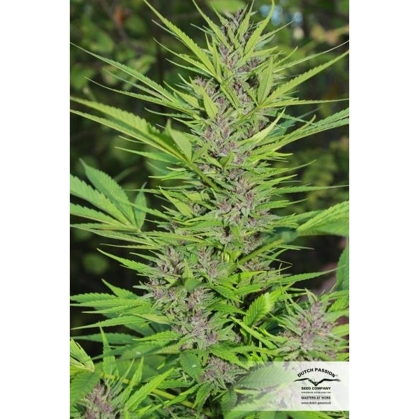 Frisian Dew (Dutch Passion) feminizowane