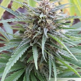 Frisian Dew (Dutch Passion) feminizowane