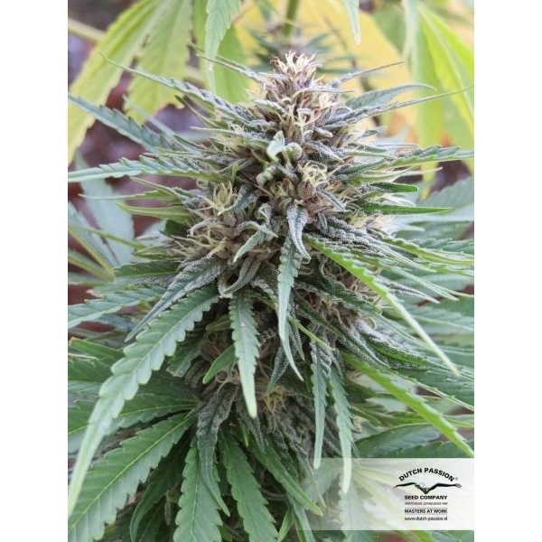 Frisian Dew (Dutch Passion) feminizowane