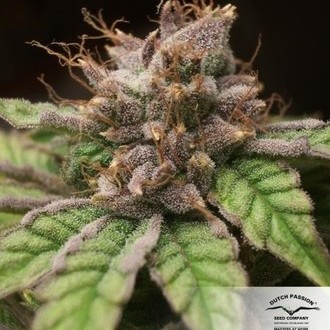 Blueberry (Dutch Passion) feminizowane