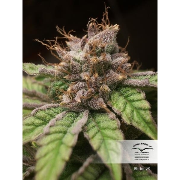 Blueberry (Dutch Passion) feminizowane