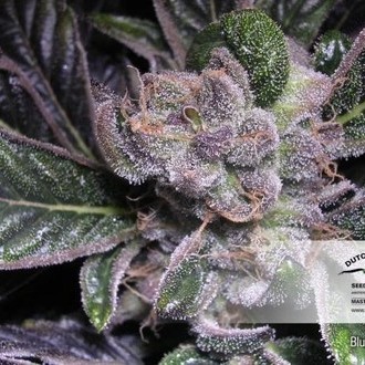 Blueberry (Dutch Passion) feminizowane