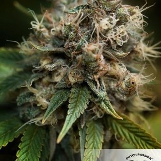 Blueberry (Dutch Passion) feminizowane