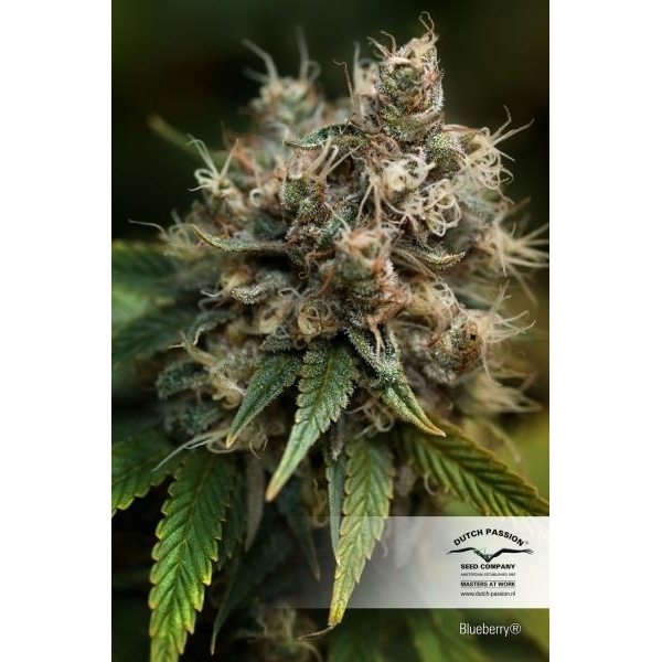 Blueberry (Dutch Passion) feminizowane