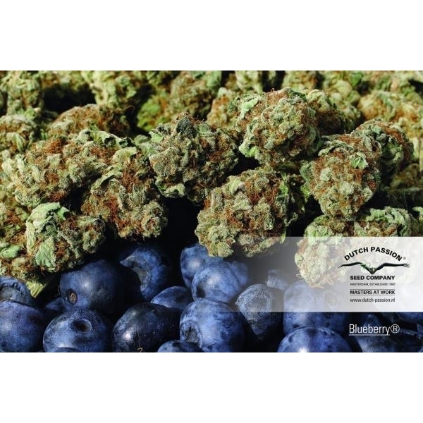 Blueberry (Dutch Passion) feminizowane