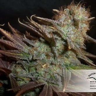 Blueberry (Dutch Passion) feminizowane