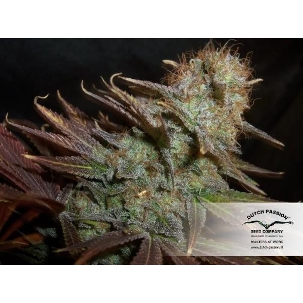 Blueberry (Dutch Passion) feminizowane