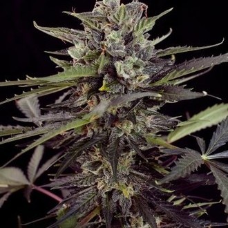 Auto Blueberry (Dutch Passion) feminizowane