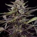 Auto Blueberry (Dutch Passion) feminizowane