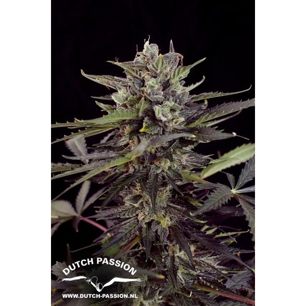 Auto Blueberry (Dutch Passion) feminizowane