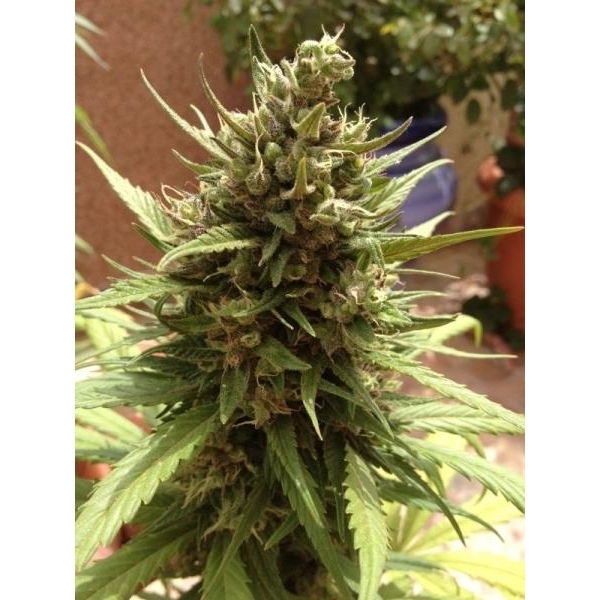 Auto Blueberry (Dutch Passion) feminizowane