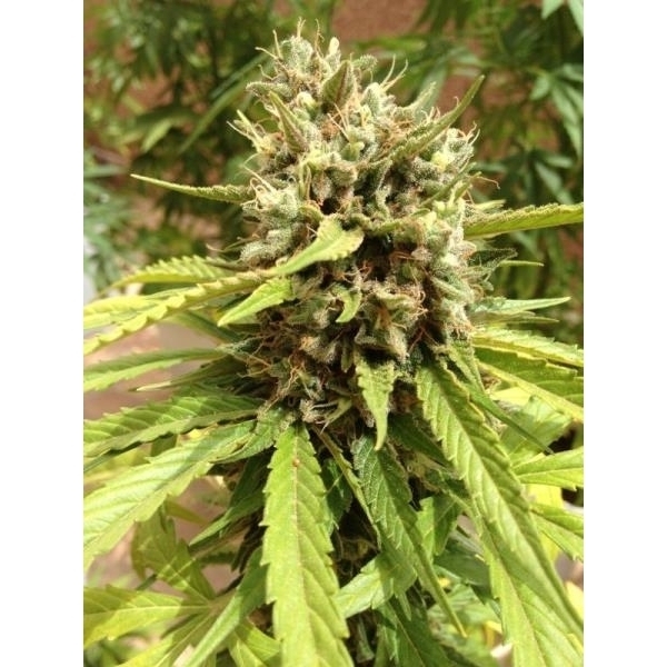 Auto Blueberry (Dutch Passion) feminizowane