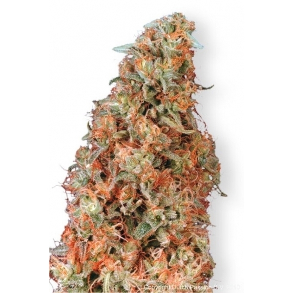 Power Plant (Dutch Passion) feminizowane