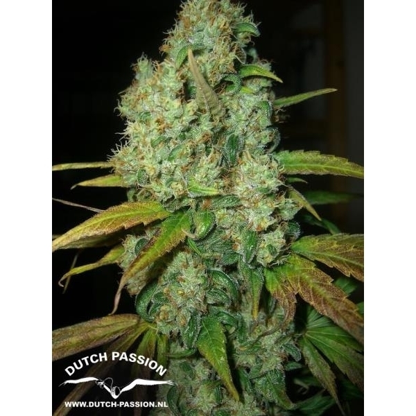 Power Plant (Dutch Passion) feminizowane