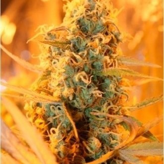 Power Plant (Dutch Passion) feminizowane