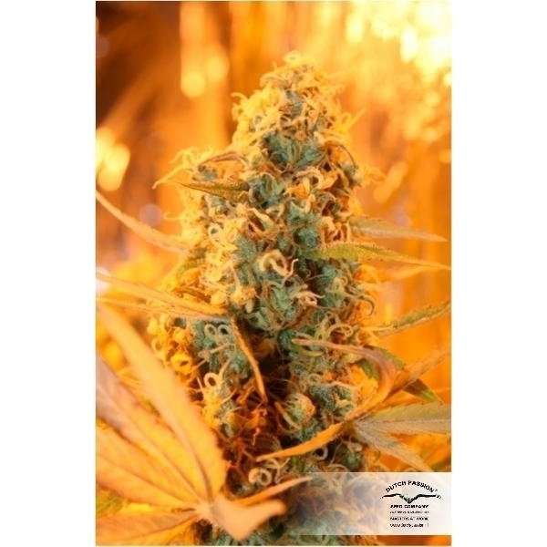 Power Plant (Dutch Passion) feminizowane