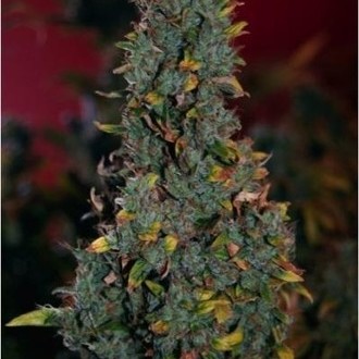 Power Plant (Dutch Passion) feminizowane