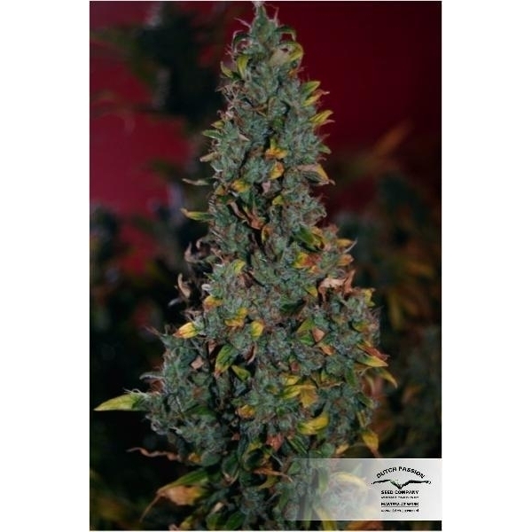 Power Plant (Dutch Passion) feminizowane