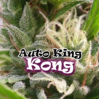 Auto King Kong (Dr. Underground) feminizowane