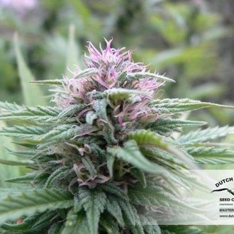 Orange Bud (Dutch Passion) feminizowane