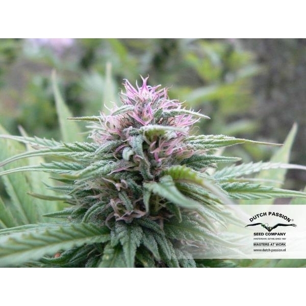 Orange Bud (Dutch Passion) feminizowane