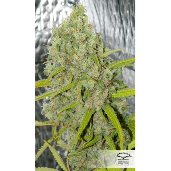 Orange Bud (Dutch Passion) feminizowane