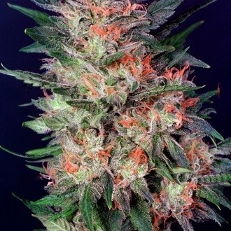 White Widow (Dutch Passion) nasiona marihuany feminizowane