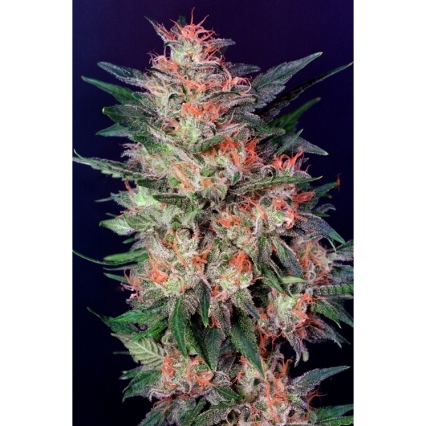 White Widow (Dutch Passion) nasiona marihuany feminizowane