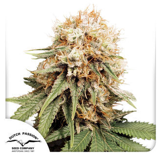 White Widow (Dutch Passion) nasiona marihuany feminizowane