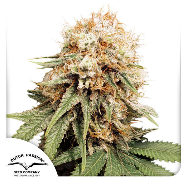 White Widow (Dutch Passion) nasiona marihuany feminizowane