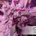 White Widow (Dutch Passion) nasiona marihuany feminizowane